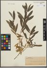Foto von Salix purpurea L.
